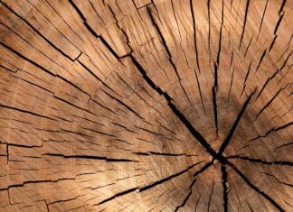 Ile drewna można uzyskać z 1 ha lasu?